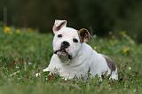 BOULEDOGUE AMERICAIN 263